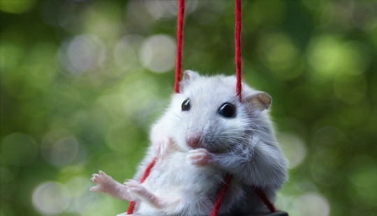 30 cute hamsters-mimimi rolls over!