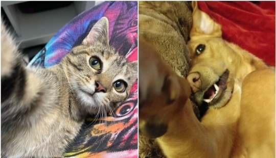 30 cute pets who have mastered the art of selfies