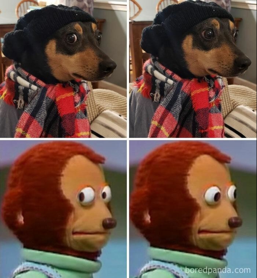 30 dogs that look like something else 30 dogs that look like something else