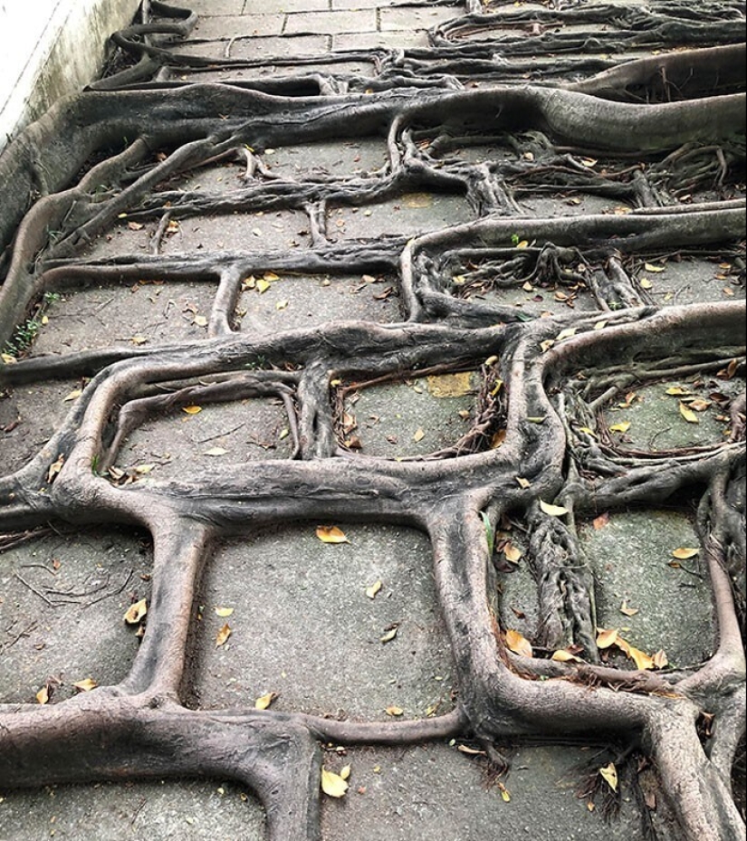 30 ejemplos de cómo la naturaleza de ganar la batalla contra la civilización 30 ejemplos de cómo la naturaleza de ganar la batalla contra la civilización