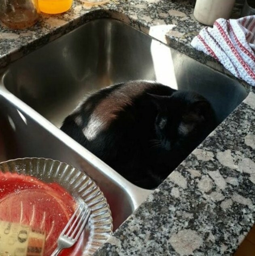 30 extraño gato hábitos, que son en el orden de las cosas