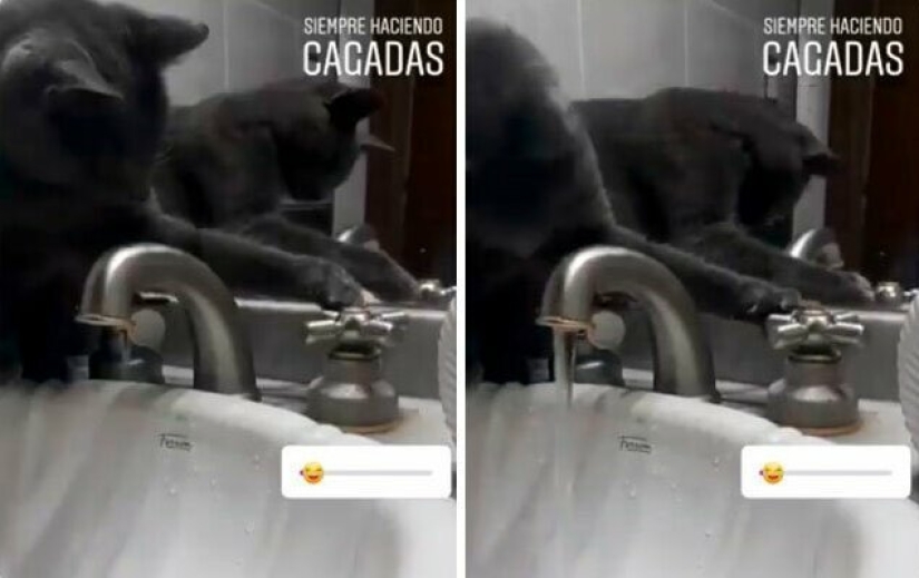 30 extraño gato hábitos, que son en el orden de las cosas