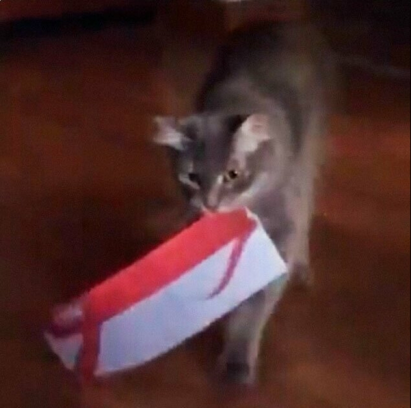 30 extraño gato hábitos, que son en el orden de las cosas