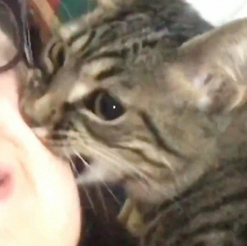 30 extraño gato hábitos, que son en el orden de las cosas