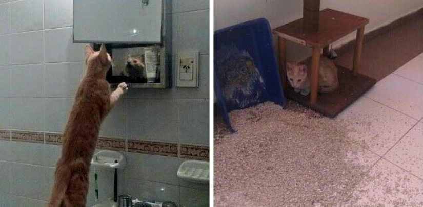 30 extraño gato hábitos, que son en el orden de las cosas