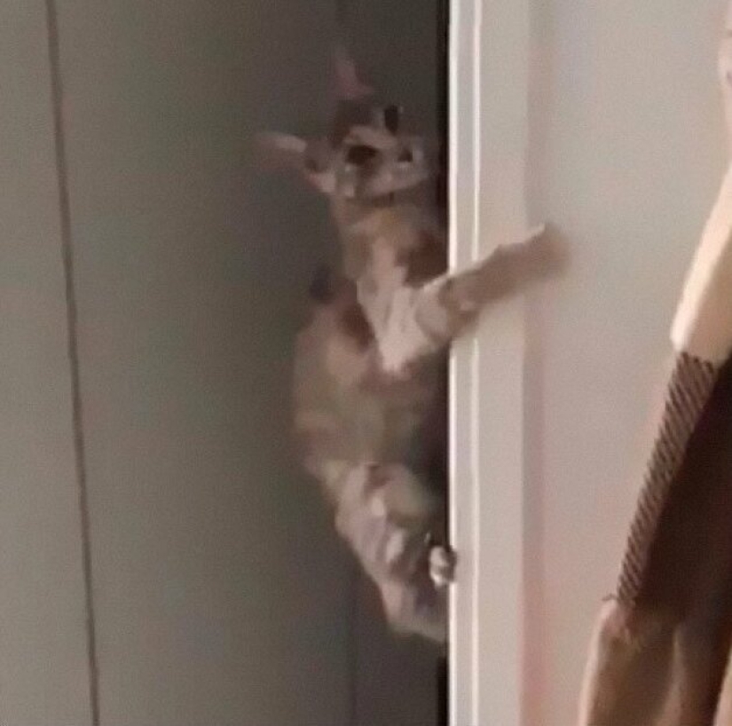 30 extraño gato hábitos, que son en el orden de las cosas