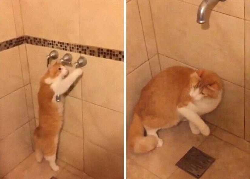 30 extraño gato hábitos, que son en el orden de las cosas