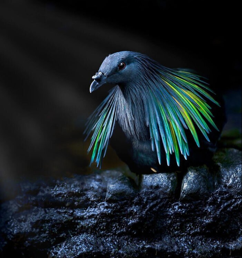 30 extremadamente hermosas aves que usted puede no haber oído hablar de