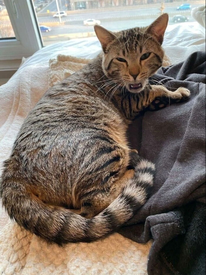 30 fotos con gatitos, cuando los miras, se puede escuchar un fuerte " Miau»