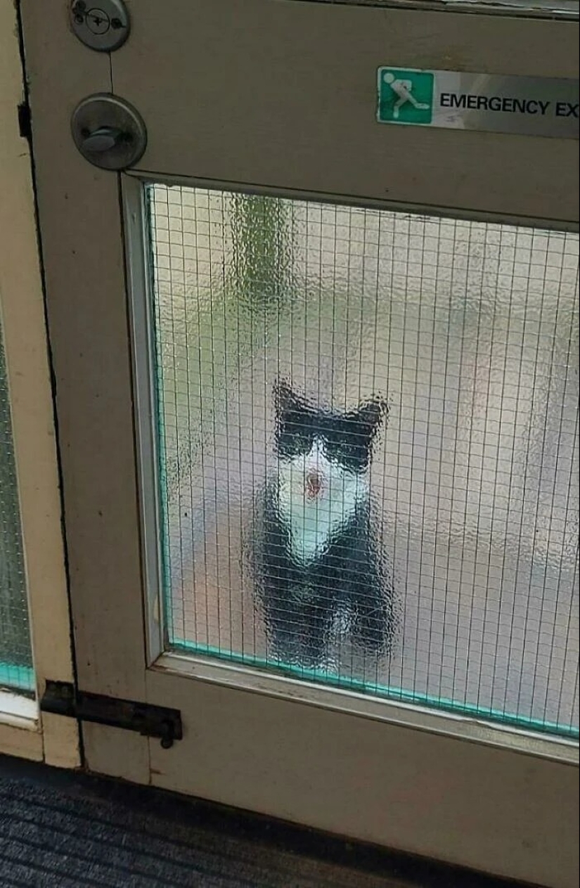 30 fotos con gatitos, cuando los miras, se puede escuchar un fuerte " Miau»