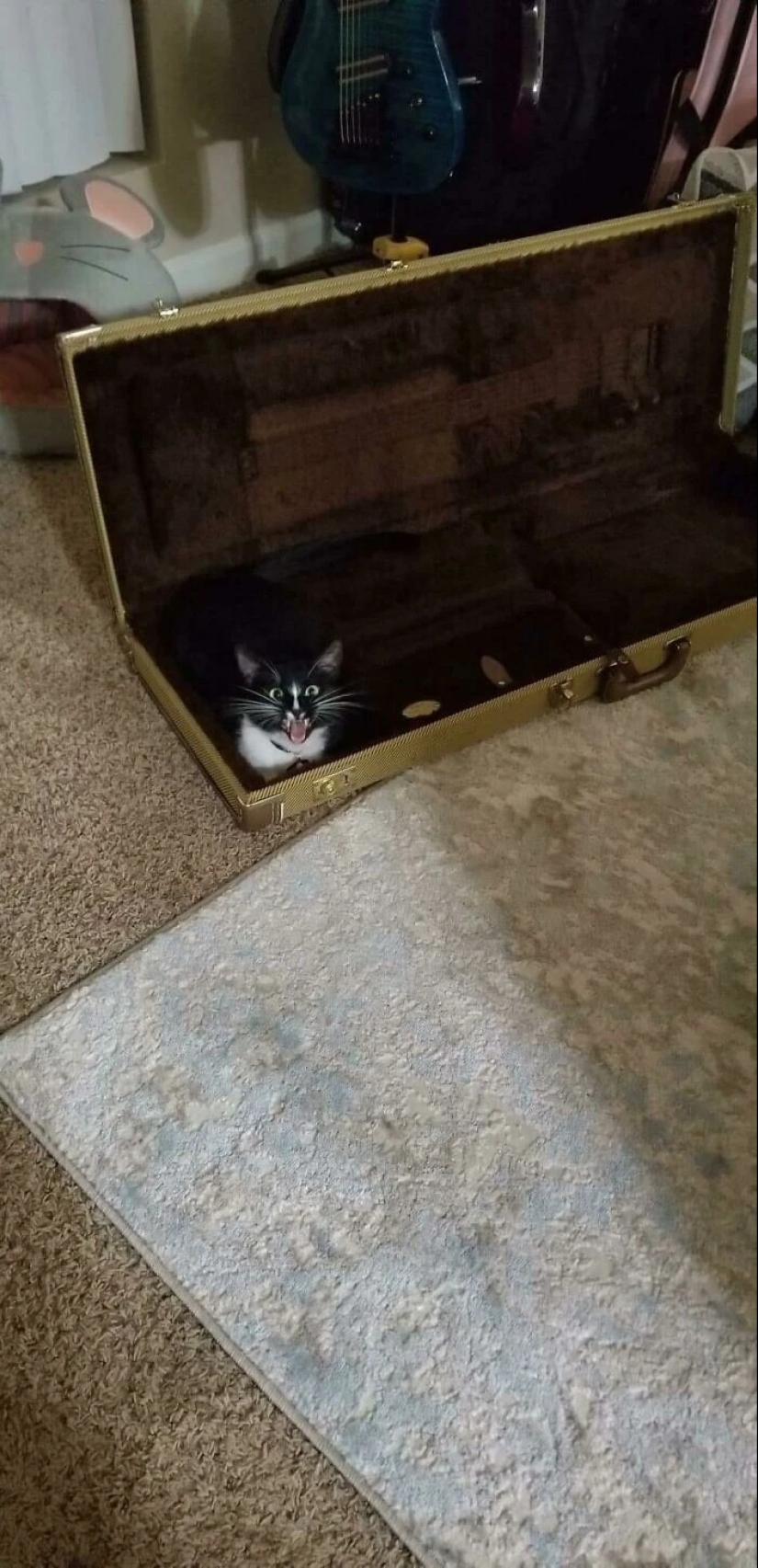 30 fotos con gatitos, cuando los miras, se puede escuchar un fuerte " Miau»