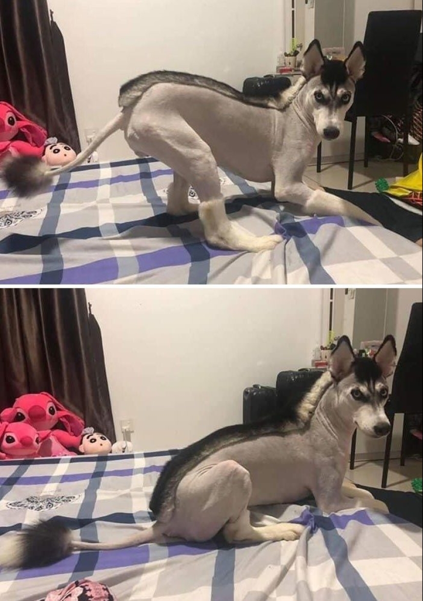 30 fotos divertidas de perros y gatos después de un mal corte de pelo 30 fotos divertidas de perros y gatos después de un mal corte de pelo