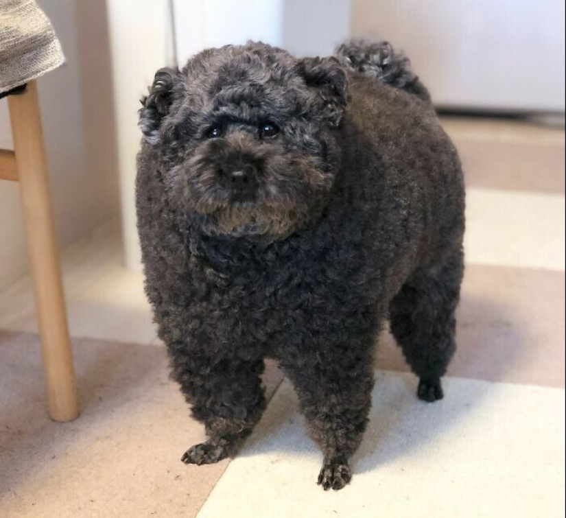 30 fotos divertidas de perros y gatos después de un mal corte de pelo 30 fotos divertidas de perros y gatos después de un mal corte de pelo