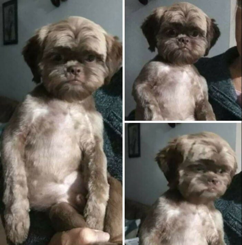 30 fotos divertidas de perros y gatos después de un mal corte de pelo 30 fotos divertidas de perros y gatos después de un mal corte de pelo
