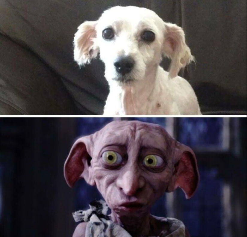 30 fotos divertidas de perros y gatos después de un mal corte de pelo 30 fotos divertidas de perros y gatos después de un mal corte de pelo