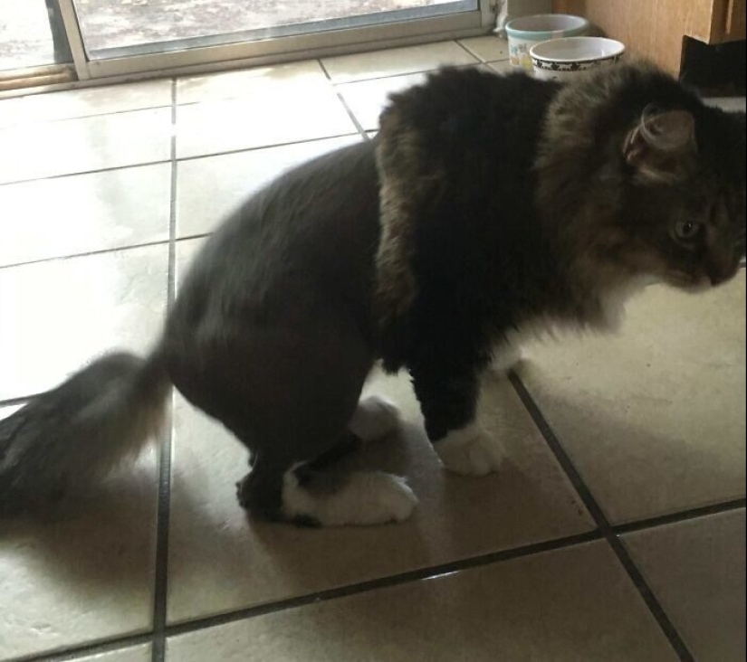 30 fotos divertidas de perros y gatos después de un mal corte de pelo 30 fotos divertidas de perros y gatos después de un mal corte de pelo