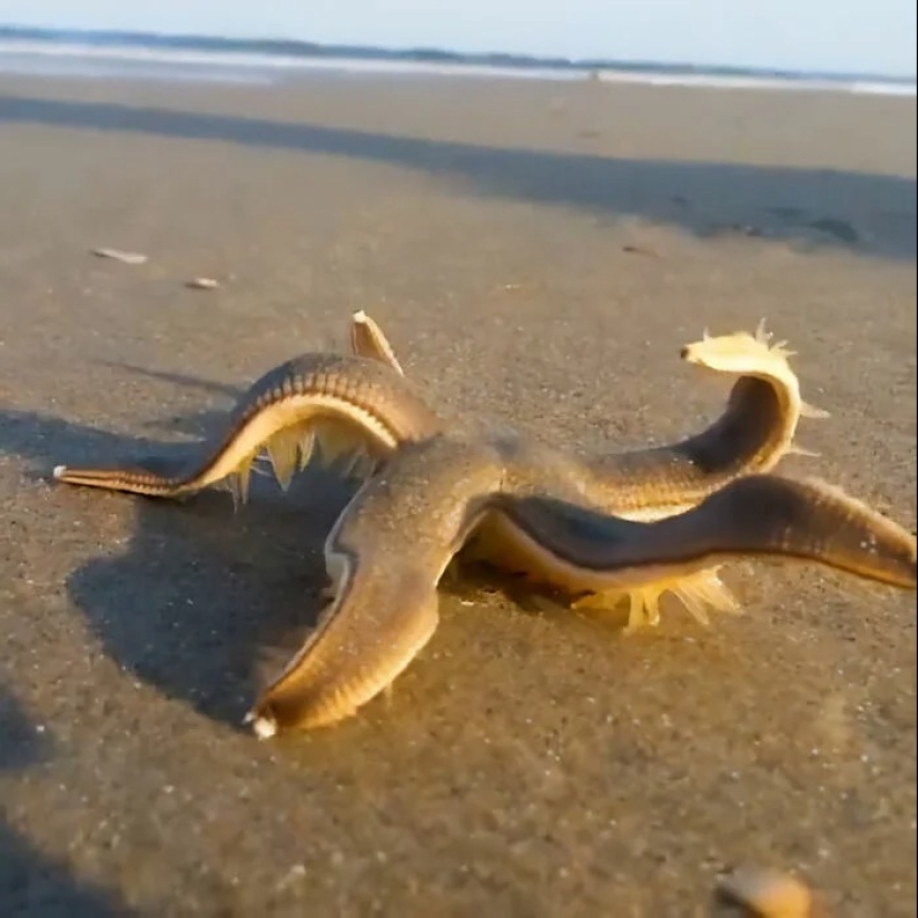 30 fotos espeluznantes que te ponen la piel de gallina