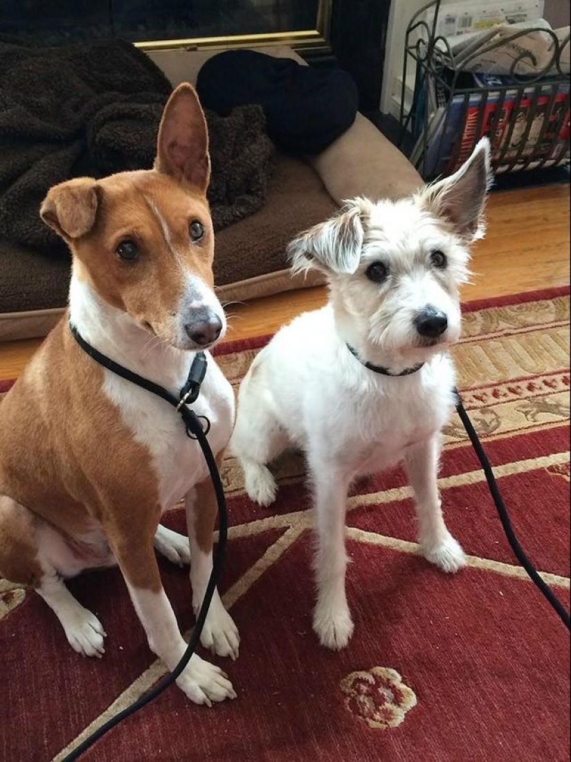 30 fotos-evidencia de que los cachorros con una oreja levantada son 90% más lindos de lo normal