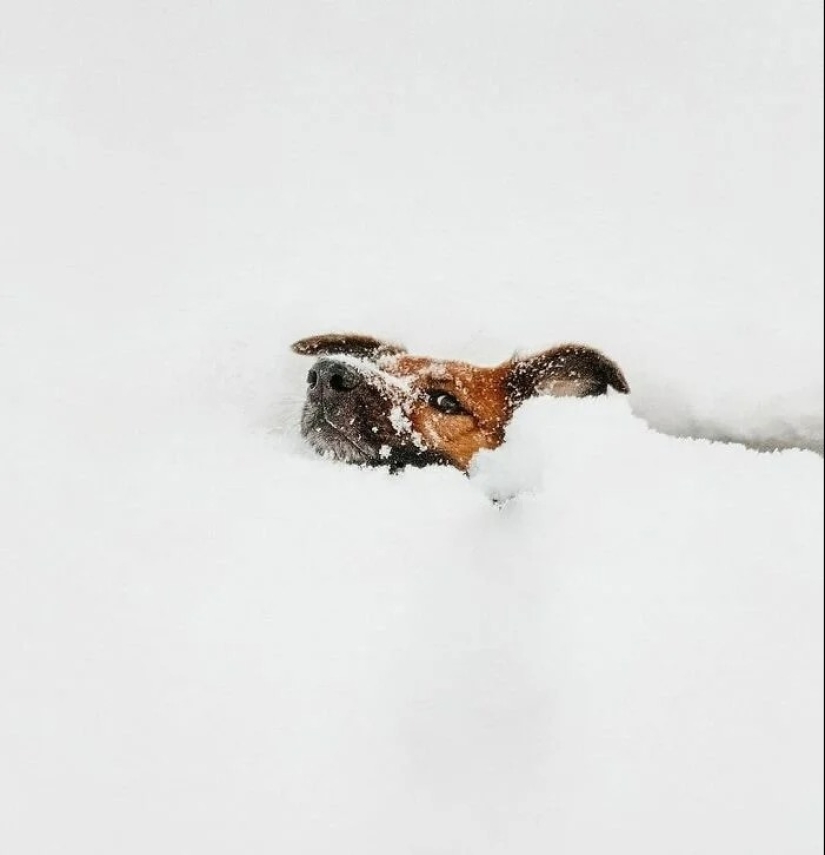 30 fotos frías que muestran claramente todo el poder del duro invierno