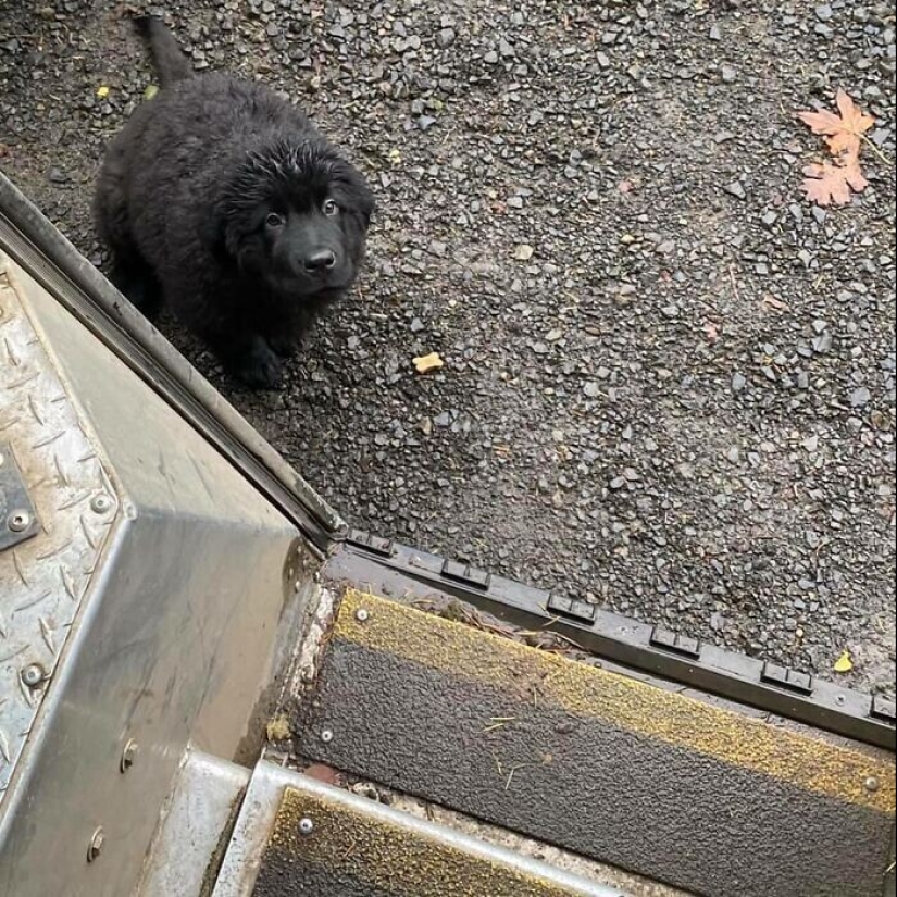 30 fotos lindas sobre el amor de los perros para los mensajeros 30 fotos lindas sobre el amor de los perros para los mensajeros