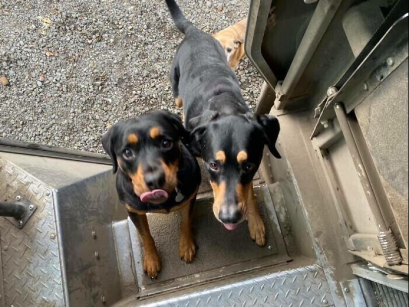 30 fotos lindas sobre el amor de los perros para los mensajeros 30 fotos lindas sobre el amor de los perros para los mensajeros