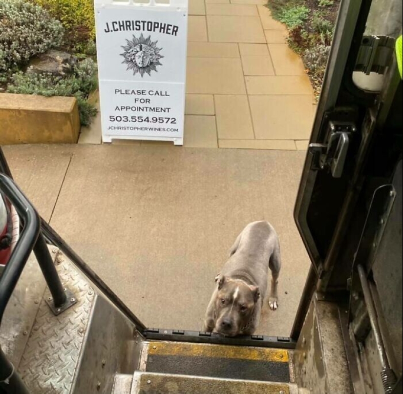 30 fotos lindas sobre el amor de los perros para los mensajeros 30 fotos lindas sobre el amor de los perros para los mensajeros