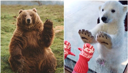 30 funny bears that are guaranteed to cheer you up