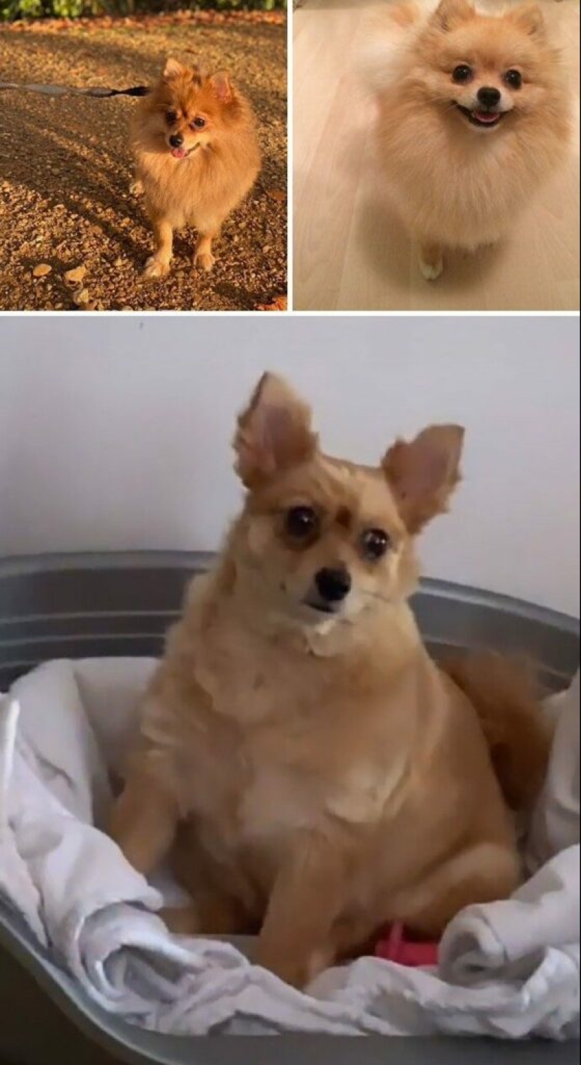 30 funny photos of dogs and cats after a bad haircut