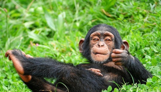 30 hechos acerca de los animales que se obtiene en el estado de ánimo