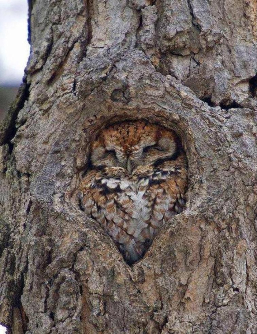 30 imágenes que harán las delicias de su interior perfeccionista 30 imágenes que harán las delicias de su interior perfeccionista