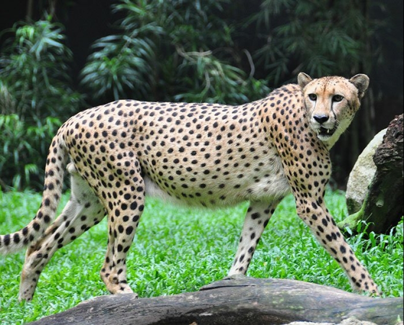 30 increíbles hechos que a primera vista parece absurdo