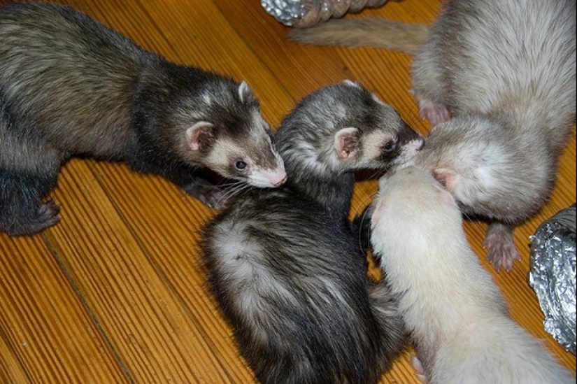 30 increíbles hechos que a primera vista parece absurdo