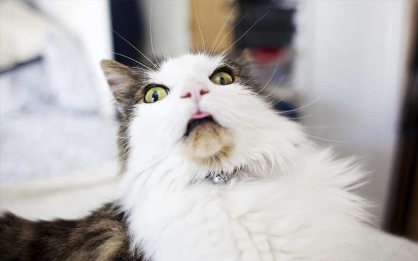 30 maneras de usar los gatos en la casa 30 maneras de usar los gatos en la casa