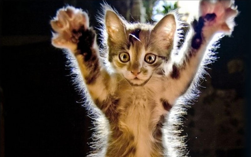 30 maneras de usar los gatos en la casa 30 maneras de usar los gatos en la casa