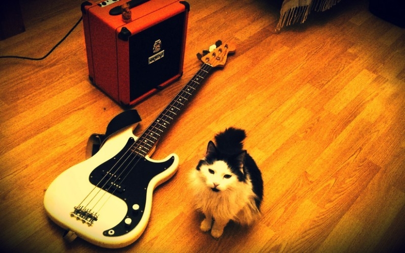 30 maneras de usar los gatos en la casa 30 maneras de usar los gatos en la casa