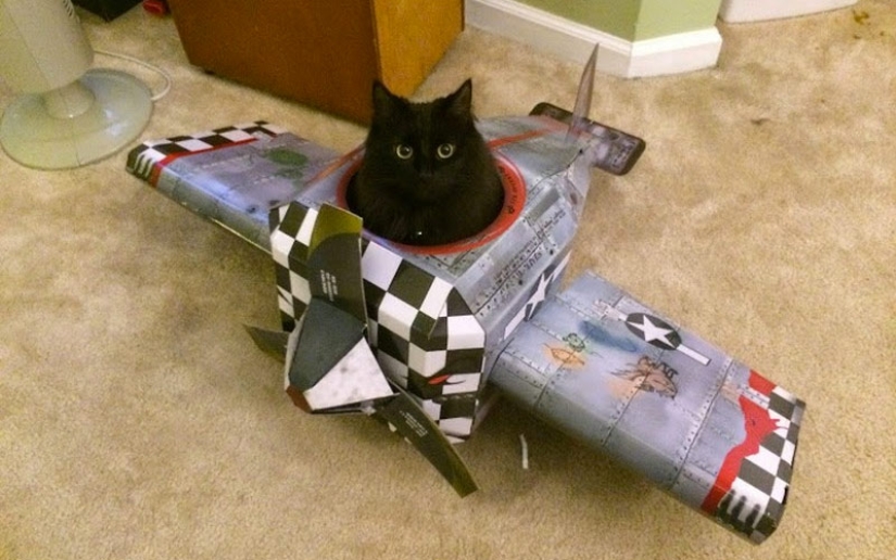 30 maneras de usar los gatos en la casa 30 maneras de usar los gatos en la casa