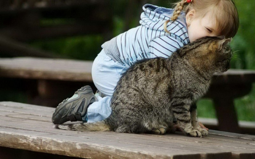 30 maneras de usar los gatos en la casa 30 maneras de usar los gatos en la casa