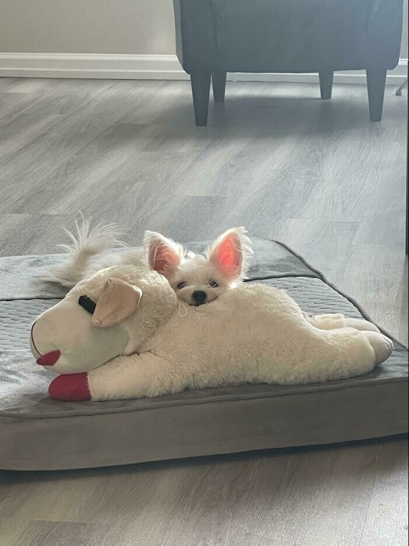 30 mascotas que no pueden vivir un día sin su juguete favorito 30 mascotas que no pueden vivir un día sin su juguete favorito