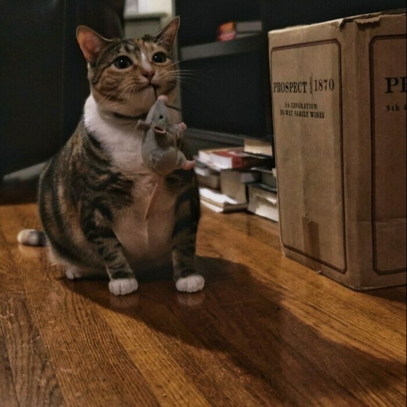 30 mascotas que no pueden vivir un día sin su juguete favorito 30 mascotas que no pueden vivir un día sin su juguete favorito