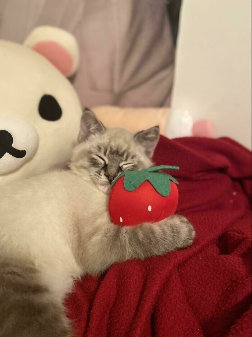 30 mascotas que no pueden vivir un día sin su juguete favorito 30 mascotas que no pueden vivir un día sin su juguete favorito