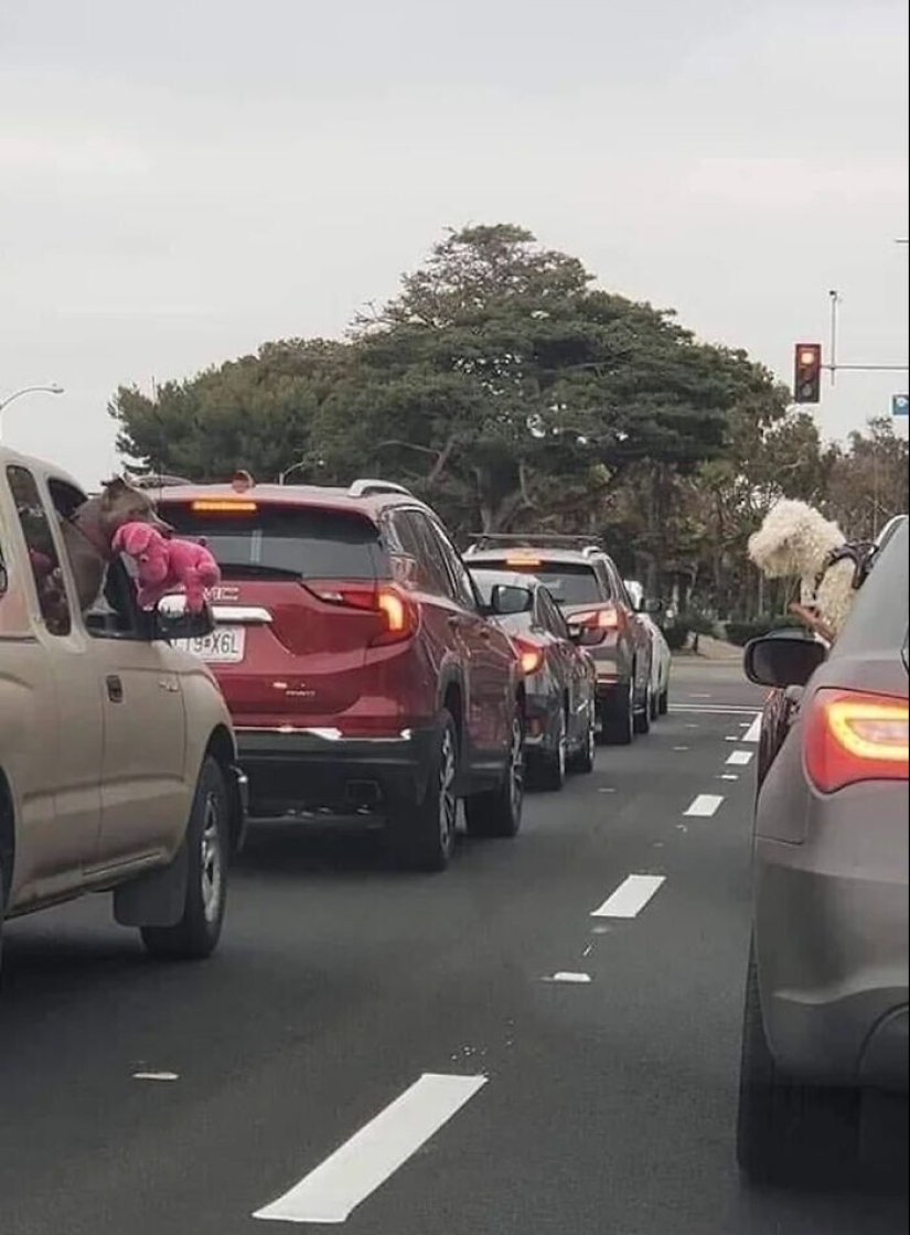 30 mascotas que no pueden vivir un día sin su juguete favorito 30 mascotas que no pueden vivir un día sin su juguete favorito