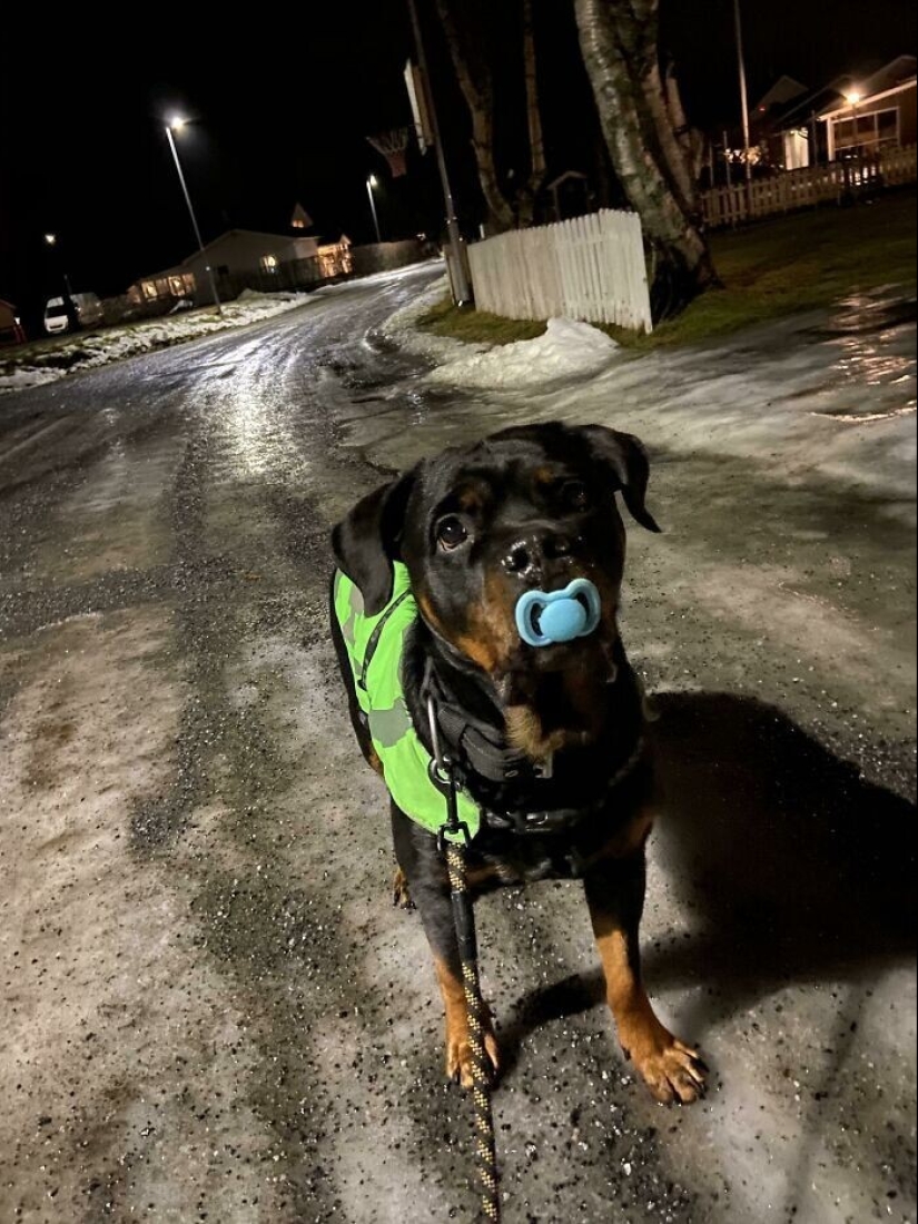 30 mascotas que no pueden vivir un día sin su juguete favorito 30 mascotas que no pueden vivir un día sin su juguete favorito