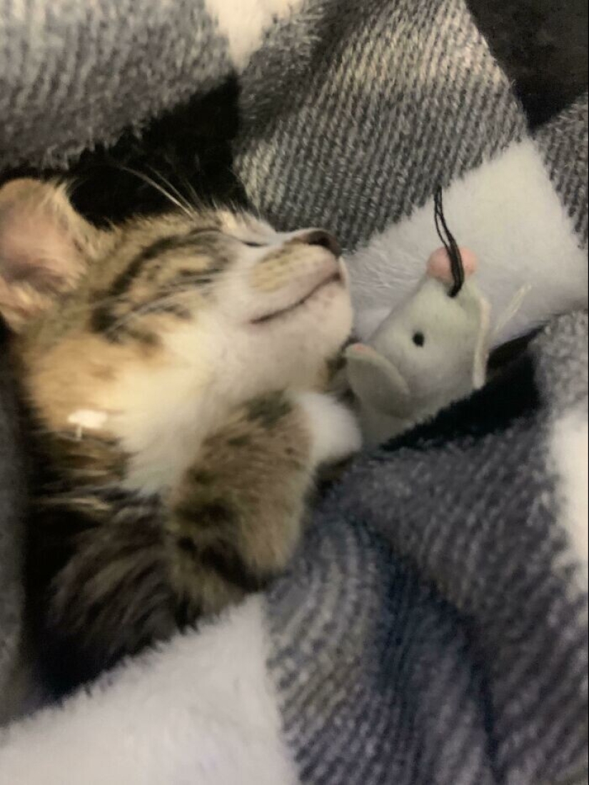 30 mascotas que no pueden vivir un día sin su juguete favorito 30 mascotas que no pueden vivir un día sin su juguete favorito