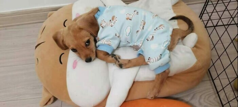 30 mascotas que no pueden vivir un día sin su juguete favorito 30 mascotas que no pueden vivir un día sin su juguete favorito