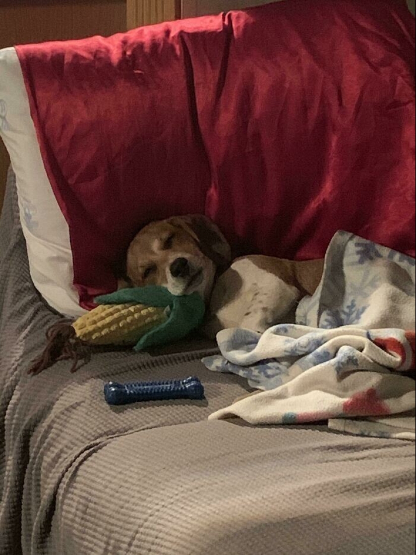 30 mascotas que no pueden vivir un día sin su juguete favorito 30 mascotas que no pueden vivir un día sin su juguete favorito