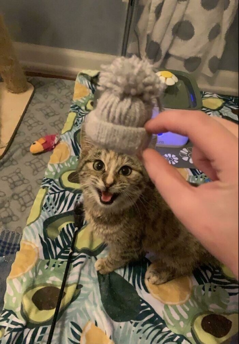 30 mascotas que no pueden vivir un día sin su juguete favorito 30 mascotas que no pueden vivir un día sin su juguete favorito