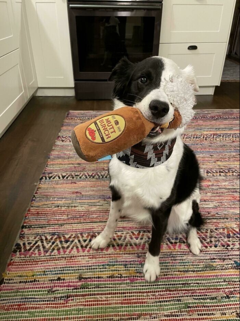 30 mascotas que no pueden vivir un día sin su juguete favorito 30 mascotas que no pueden vivir un día sin su juguete favorito