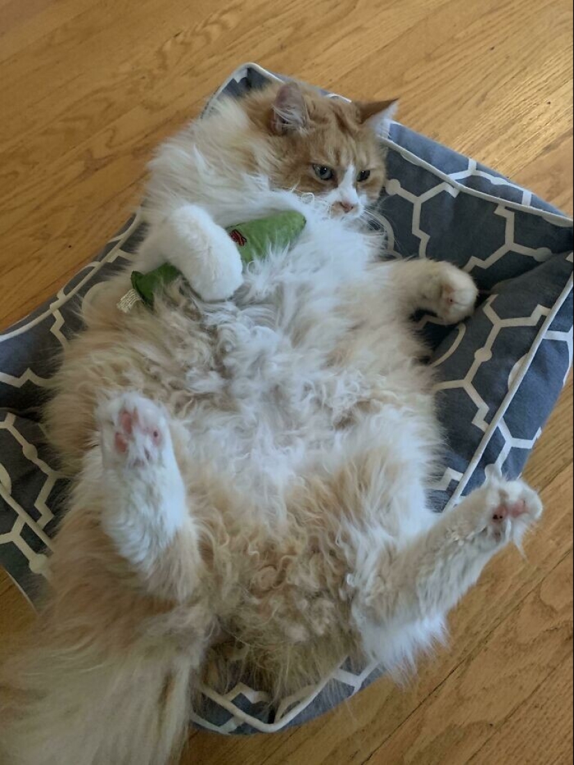 30 mascotas que no pueden vivir un día sin su juguete favorito 30 mascotas que no pueden vivir un día sin su juguete favorito