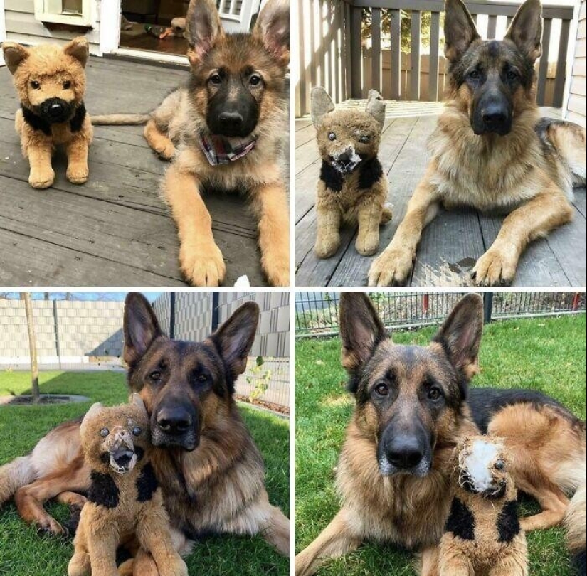 30 mascotas que no pueden vivir un día sin su juguete favorito 30 mascotas que no pueden vivir un día sin su juguete favorito