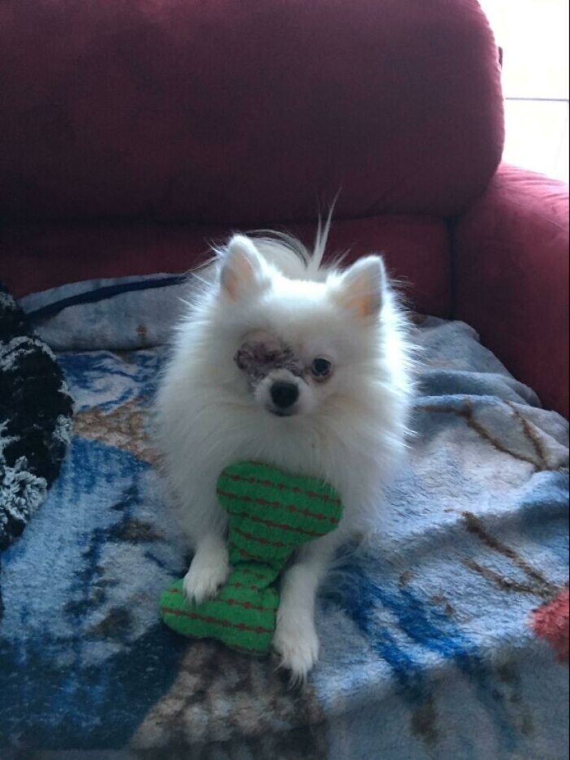 30 mascotas que no pueden vivir un día sin su juguete favorito 30 mascotas que no pueden vivir un día sin su juguete favorito